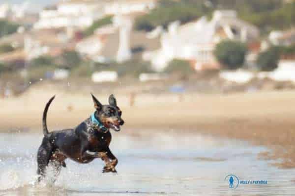 playa de la ria punta umbria para perros