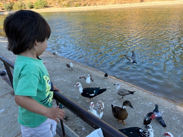 Echando de comer a los patos en lago parque moret